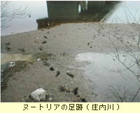 ヌートリアの足跡