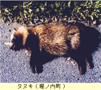 タヌキ