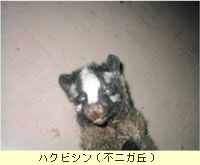 ハクビシン
