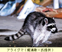 アライグマ