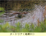 ヌートリア