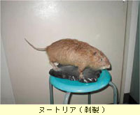 ヌートリア