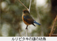 ルリビタキの雄の幼鳥