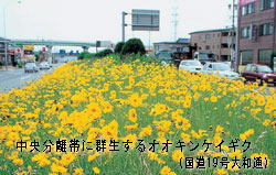 中央分離帯に群生するオオキンケイギク