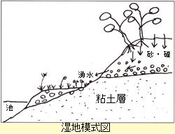 湿地模式図