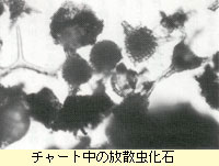 チャート中の放散虫化石