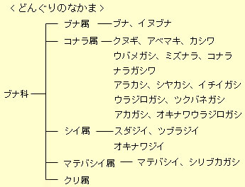 どんぐりのなかま