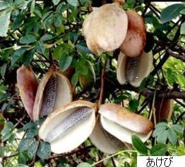 あけび