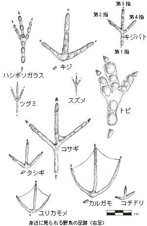 野鳥の足跡