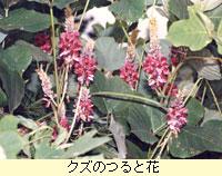 クズ（マメ科） 