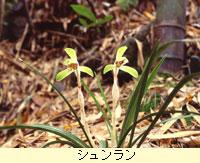 シュラン（ラン科）