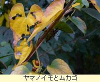 ヤマノイモ（ヤマノイモ科）