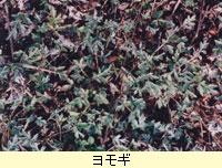 ヨモギ（キク科） 