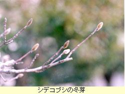 シデコブシの冬芽