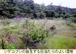 シデコブシ自生地