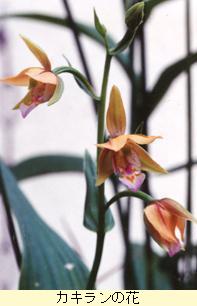 カキランの花