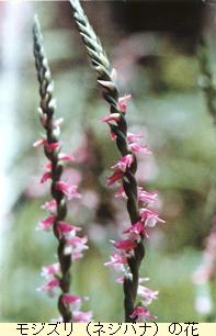 モジズリ(ネジハナ)の花