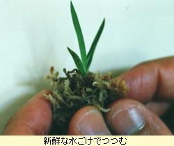 新鮮な水ごけでつつむ