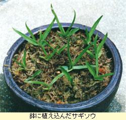 植込み後の管理