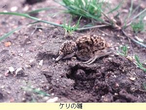ケリの雛