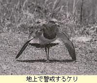 地上で警戒するケリ