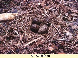 ケリの巣と卵