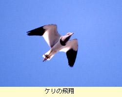ケリの飛翔