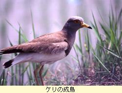 ケリ