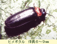 ヒメボタル