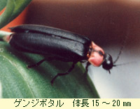 ゲンジボタル