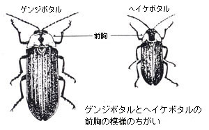 ゲンジボタルとヘイケボタルの違い