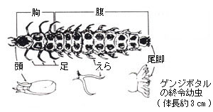 幼虫