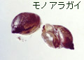 モノアラガイ