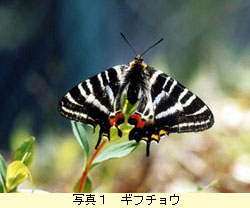 ギフチョウ