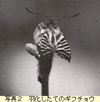 羽化したてのギフチョウ