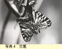 交尾