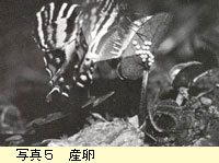産卵