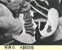 4齢幼虫