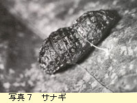 サナギ