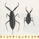 タイコウチ、ヒメタイコウチ
