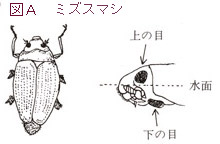 ミズスマシ
