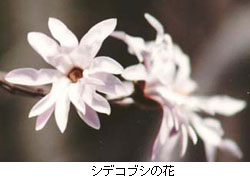 シデコブシの花