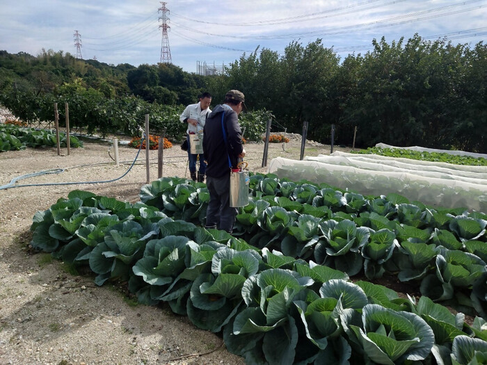 キャベツ管理