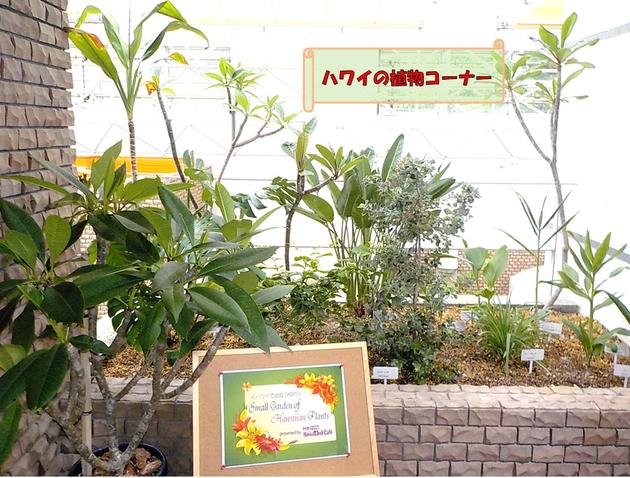 ハワイの植物コーナー