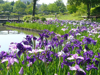 池の周りのハナショウブの写真