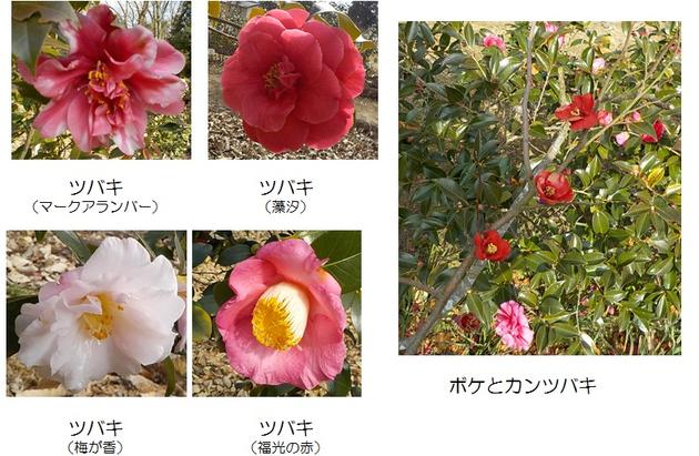 ツバキとボケの写真