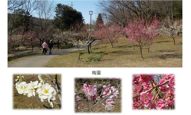 梅園