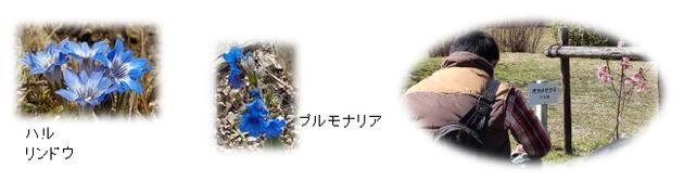 万葉苑の花