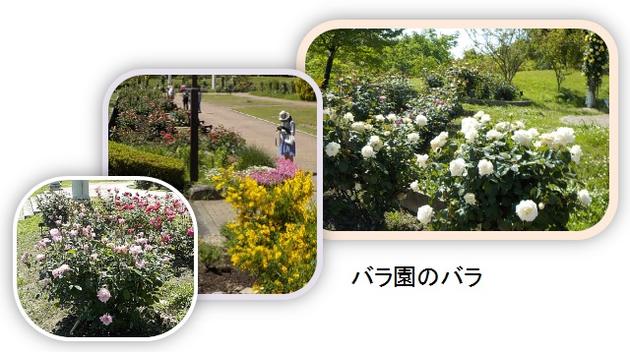 バラ園