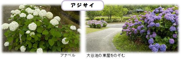 アジサイの写真